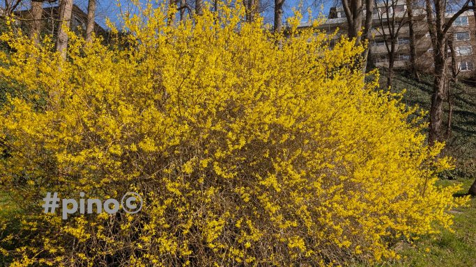 Leuchtend gelber Strauch vor grünem Hintergrund in sonniger Umgebung.
