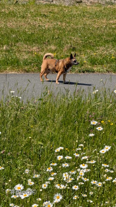 Kleiner Hund steht auf einem Weg, umgeben von Wiesenblumen und Gras.
