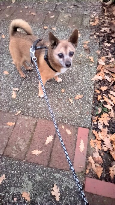Brauner Hund mit einer Leine steht auf einem Gehweg, umgeben von Herbstlaub.