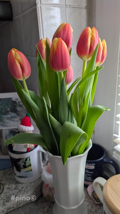 Ein Strauß rosa Tulpen mit grünen Blättern in einem weißen Topf.