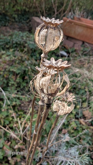 Drei verwelkte Blütenstände mit dekorativen Samenkapseln im Garten.