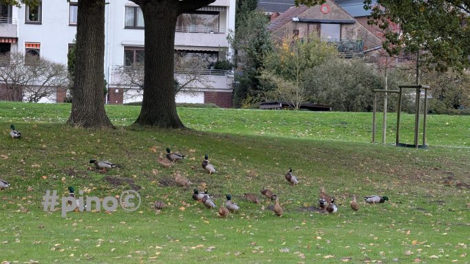 Vögel auf einer Wiese, umgeben von Bäumen und Wohngebäuden im Hintergrund.