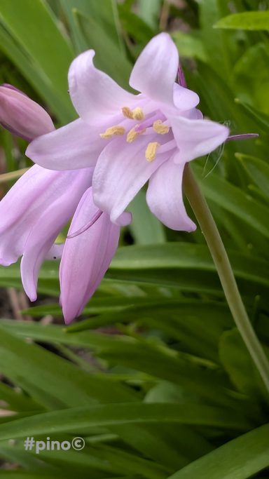 Zarte, rosa Blüten mit gelben Staubfäden, umgeben von grünem Laub.