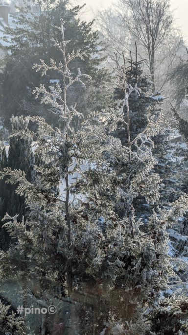 Eisige Bäume in einer verschneiten Winterlandschaft mit frostigem Nebel.