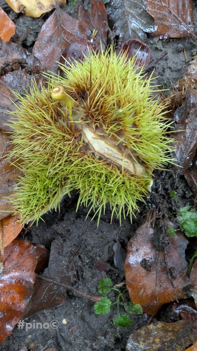 Stachelige Kastanie auf nassem Boden zwischen braunen Blättern und Moos.
