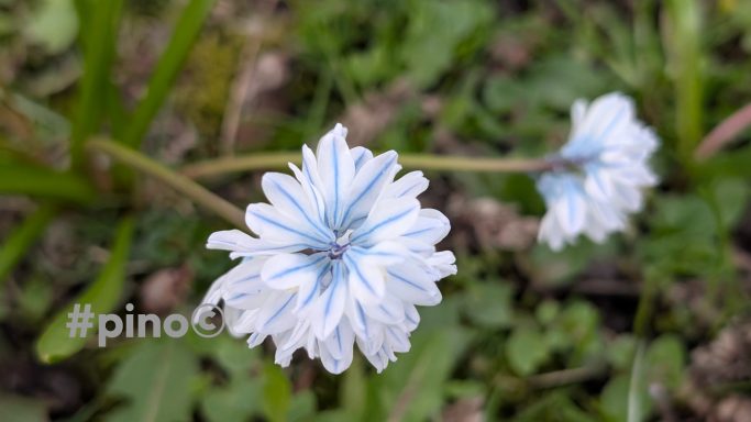 Zwei blühende weiße Blumen mit blauen Akzenten vor grünem Hintergrund.