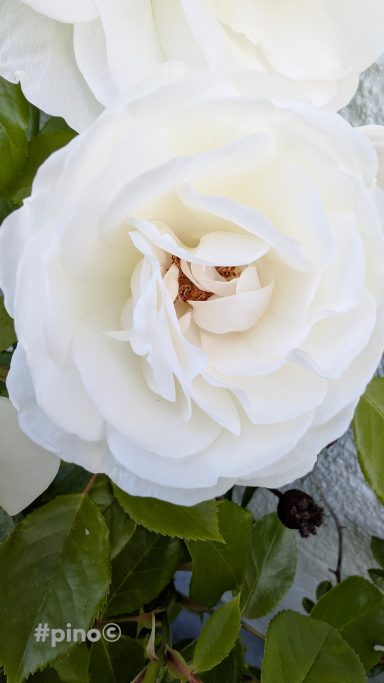 Weißer Rosenblüte mit zarten Blütenblättern und grünen Blättern im Hintergrund.