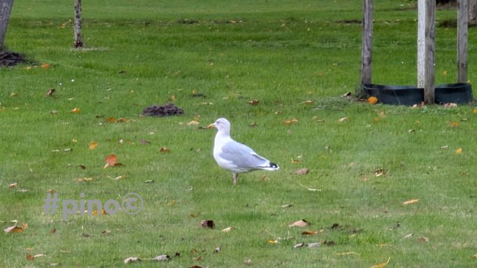 Weiße Möwe steht auf grünem Gras in einem Park, umgeben von fallenem Laub.