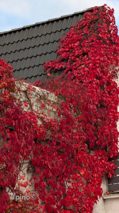 Rote Ranken wachsen an einer Wand neben einem Dach mit Schindeln.