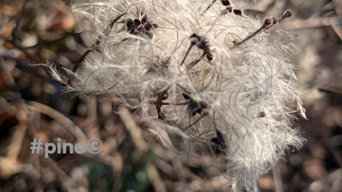 Weißes, flauschiges Pflanzenmaterial vor verschwommenem Hintergrund.