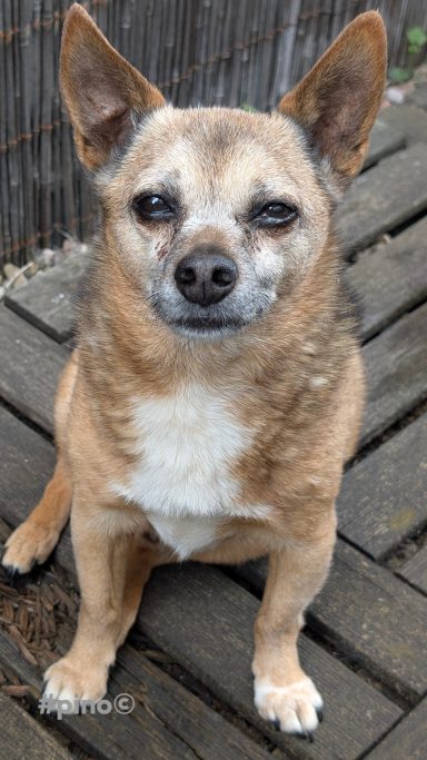 Brauner Chihuahua sitzt auf einem Holzuntergrund mit einem neutralen Gesichtsausdruck.