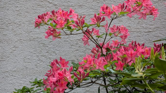 Rosa Blütenzweige einer Azalee vor grauer Wand.