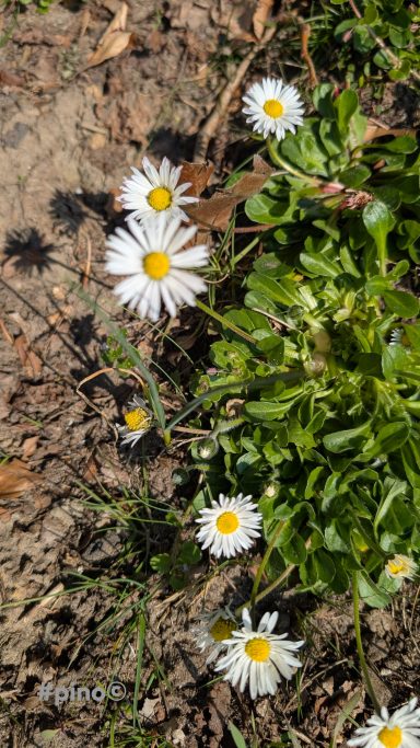 Weiße Gänseblümchen mit gelben Mittelpunkten, umgeben von grünem Gras.