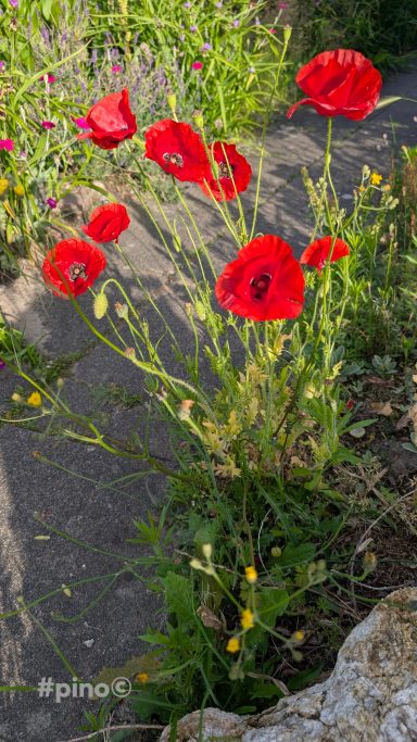 Rote Mohnblumen wachsen entlang eines Gehwegs mit grüner Vegetation.