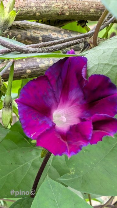 Violette Blüte mit tiefen Purpurtönen, umgeben von grünen Blättern.