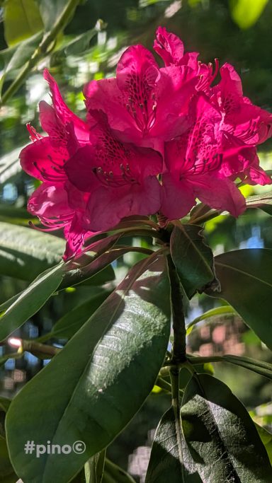 Leuchtend pinke Rhododendronblüte mit grünen Blättern im Hintergrund.