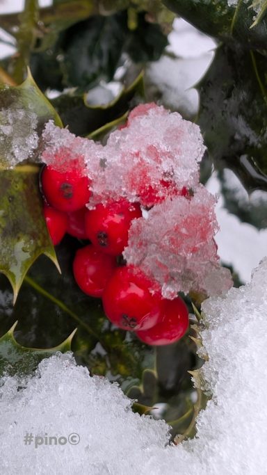 Rote Beeren mit Schnee und Eis auf einem grünen Stechpalmenblatt.