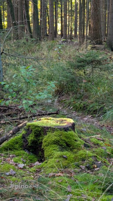 Baumstumpf mit grünem Moos im Wald, umgeben von Bäumen und dichtem Unterholz.