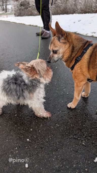 Zwei Hunde treffen sich auf einem schneebedeckten Gehweg.