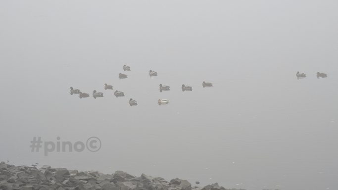Vögel fliegen durch einen nebligen Himmel.