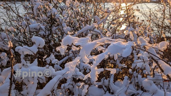 Schneebedeckte Äste mit sanften Lichtreflexionen im Hintergrund.