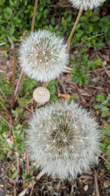 Kopfstehlen von Pusteblumen mit weißen, fluffigen Samenständen auf grünem Grund.