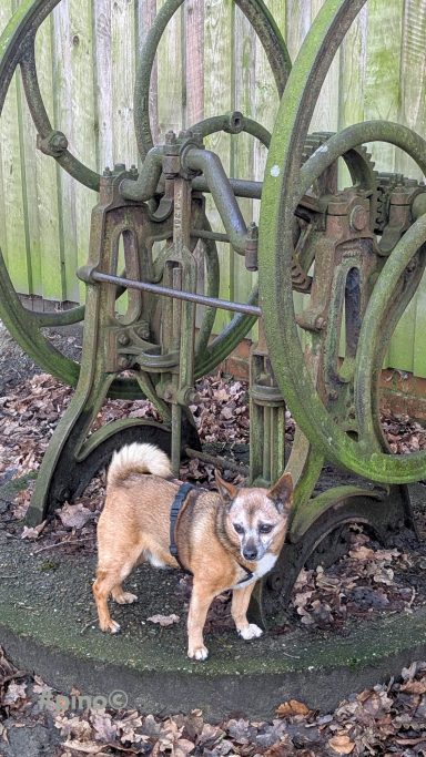 Ein kleiner Hund steht zwischen metallenen Maschinenrädern im Freien.