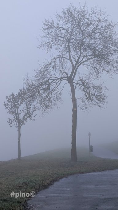 Zwei Bäume in nebeliger Landschaft, unscharfer Hintergrund.