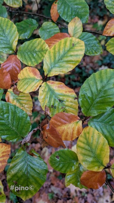 Bunte Laubblätter in verschiedenen Grüntönen mit einigen braunen und gelben Flecken.