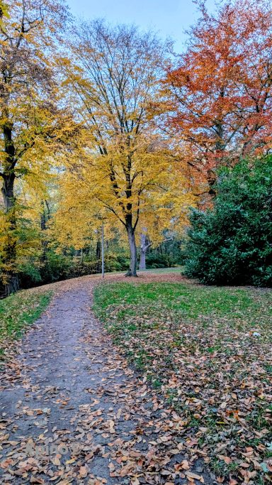 Herbstlicher Waldweg mit bunten Blättern und Bäumen in warmen Farben.