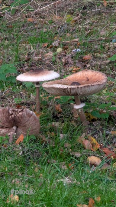 Drei Pilze mit braunem Hut und grünem Gras im Hintergrund.