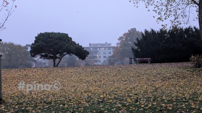 Ein parkartiger Landschaftsbereich mit gelben Blumen und Bäumen unter grauem Himmel.