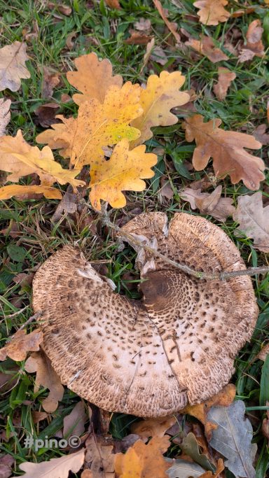 Ein halbkreisförmiger Pilz liegt auf dem Boden, umgeben von buntem Laub.