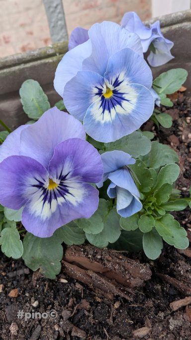 Blaue Stiefmütterchen mit violetten Blüten und grünen Blättern in Erde.