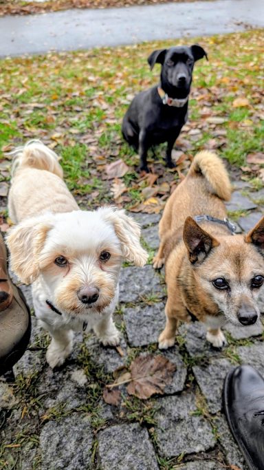 Drei Hunde stehen auf einem gepflasterten Weg, umgeben von herbstlichem Laub.