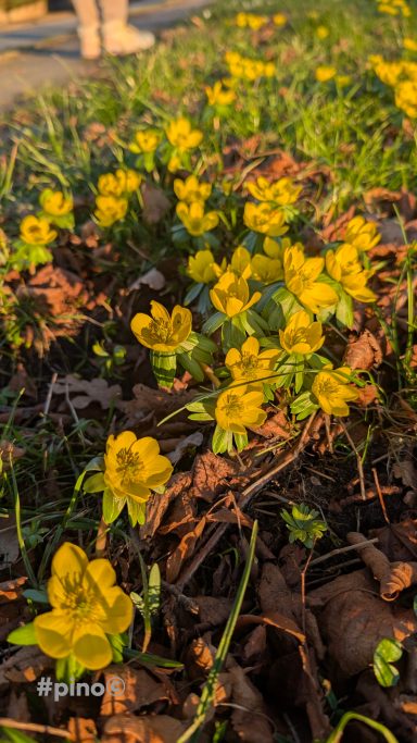 Gelbe Frühlingsblumen blühen zwischen braunen Blättern im Vordergrund.