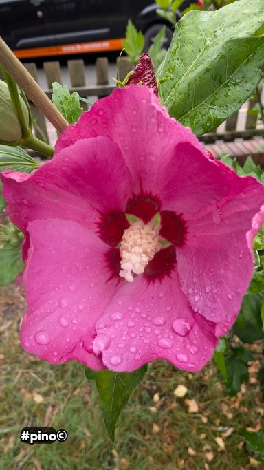 Rosa Blüte mit weißen und roten Akzenten, umgeben von grünem Laub.