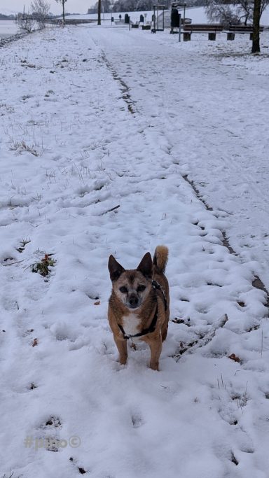 Ein Hund steht auf einem schneebedeckten Weg in einer winterlichen Landschaft.