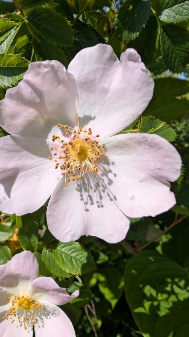 Blühende rosa Blume mit gelbem Zentrum und grünen Blättern im Hintergrund.