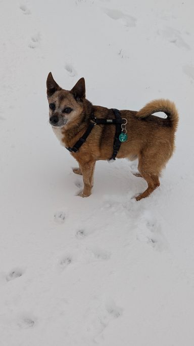 Ein Hund steht im Schnee, trägt ein Geschirr und schaut in die Kamera.