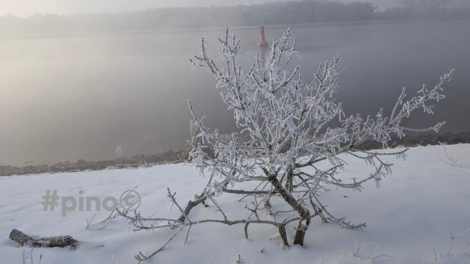 Frostbedeckter Baum auf schneebedecktem Boden am stillen Gewässer.