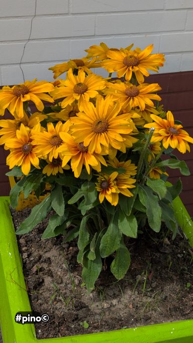 Topf mit leuchtend gelben Sonnenblumen und grünem Blattwerk.