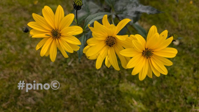Drei leuchtend gelbe Blumen auf grünem Hintergrund.
