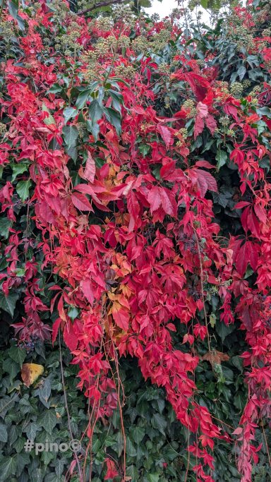 Rote, lebendige Blätter mit grünen Ranken, die üppig eine Wand bedecken.