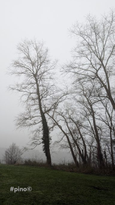 Hohe, kahle Bäume in nebliger Landschaft, verdeckt durch graue Wolken.