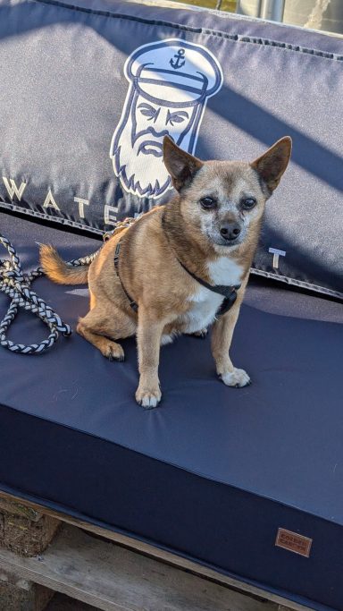 Brauner Hund sitzt auf einer blauen Liege mit einem nautischen Logo im Hintergrund.