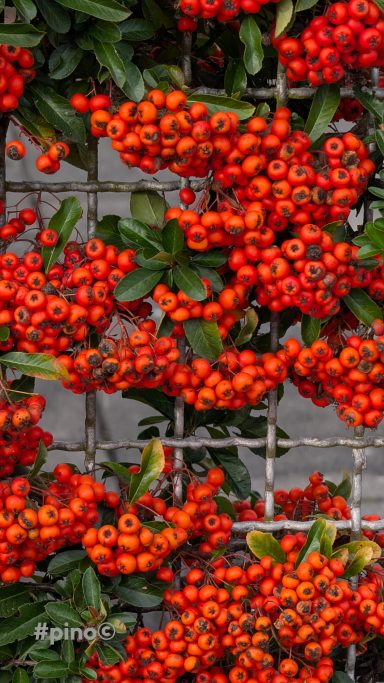 Rote Beeren an einem Gitter mit grünen Blättern im Hintergrund.