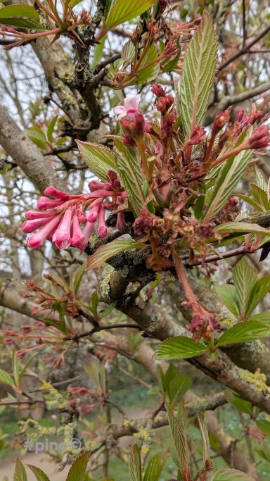 Blühende Zweige mit rosa Blütenknospen und frischem Laub.