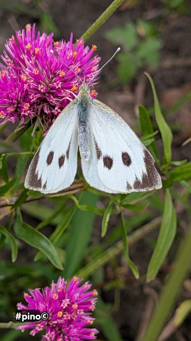 Weißer Schmetterling mit schwarzen Punkten auf lila Blume in grüner Umgebung.