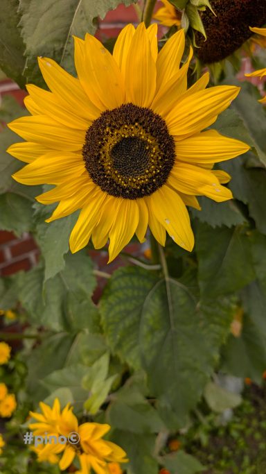Helle Sonnenblume mit einem großen, dunklen Zentrum und grünem Laub im Hintergrund.